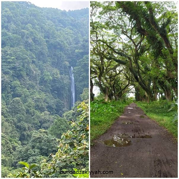 hutan di Malang dan Banyuwangi