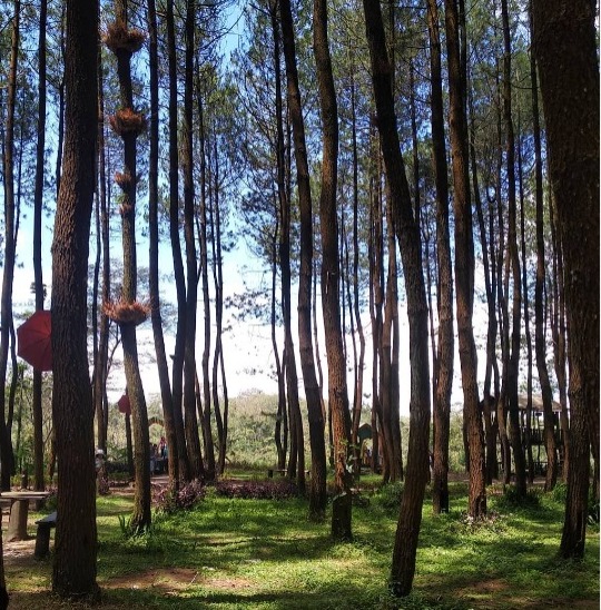hutan wisata