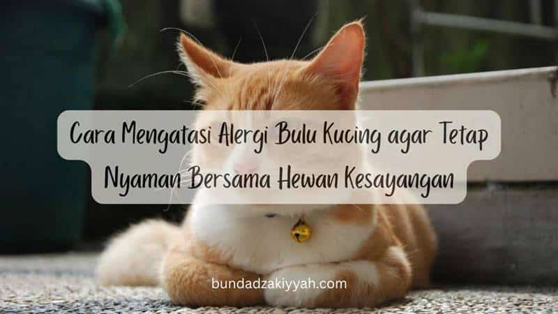 cara mengatasi alergi bulu kucing